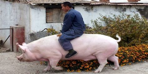 A woman should know how to drive a guy crazy by grinding on him. PsBattle: This man riding a large pig. : photoshopbattles