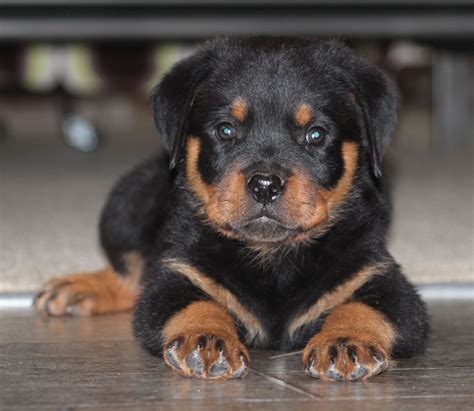 Rottweilers are naturally loyal dogs and aim to please their owners. Rottweiler puppy -- For Puppy Fridays from Underdog Rescue ...