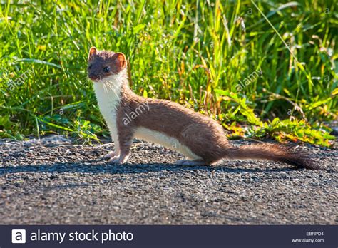 Ermine Stoat Short Tailed Weasel Mustela Erminea