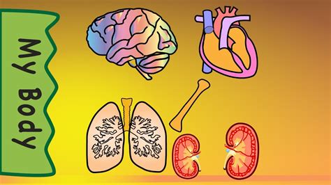 Kids learn biology and human anatomy through play. Body Organs - YouTube