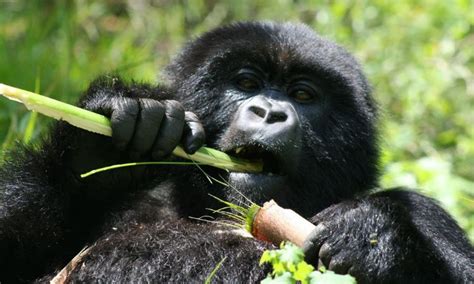 What Do Gorillas Eat Afrik Trek Holidays