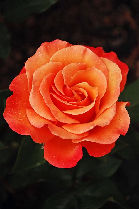 Orange Rose Single Orange Rose Perl Photography Flickr