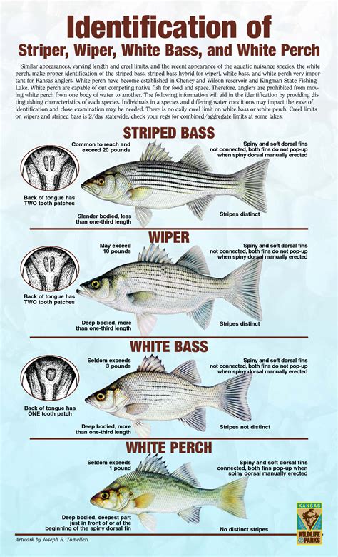 Striper Hybrid White Bass And White Perch