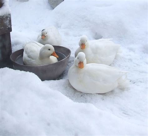 Ducks In Snow By Graham Bell Farm Animals Animals And Pets