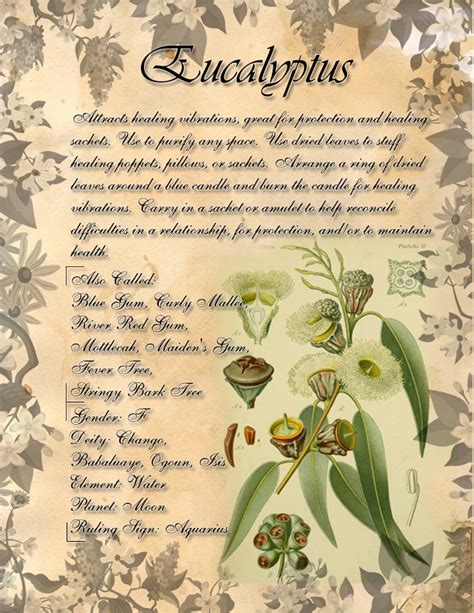 Book Of Shadows Herb Grimoire Eucalyptus By Conigma On Deviantart