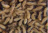 Male Termites Look Like Pictures