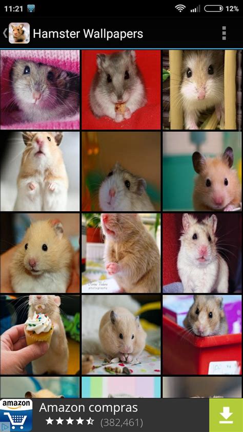 Hamster Wallpapers Apk For Android Download