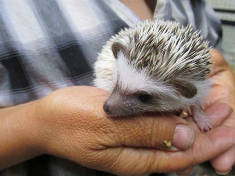 They are often touted as one of the 'easier' exotic pets to maintain as a house pet, as they are seen as clean and can be kept in a relatively small enclosure. Exotic Animals for Sale by Exotic Animal Breeder in Ohio ...