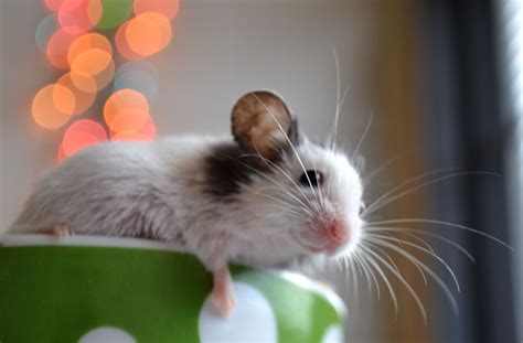 Cute Mouse Mice Cute Bokeh Animals Friends Pet Rats Small Pets