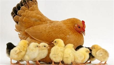 Aprendo En Casa Infantil 3 AÑos Gallina Gallo Y Pollito