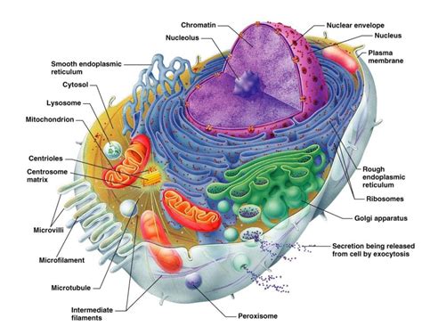 101 Diagramss Of A Cell 101 Diagrams