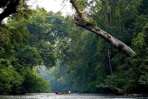 Taman negara national park is the largest national park in peninsular malaysia. Taman Negara Rainforest, Pahang, Malaysia in 2020 | Cool ...