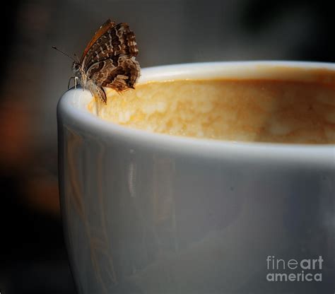 Coffee Butterfly Photograph By Equuspix Photography Fine Art America