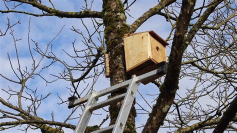 Comment Faire Venir Des Oiseaux Dans Son Jardin Youtube