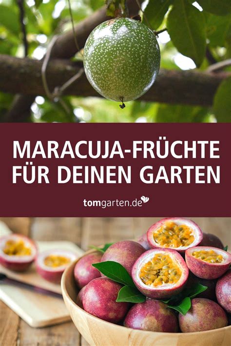 Passiflora edulis gilt unter den mehr als 500 arten als die meist verbreitete. Maracuja-Pflanze - Jetzt bestellen bei in 2020 | Maracuja ...