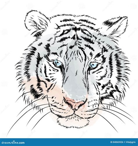 Tigre Di Vettore Watercolor Illustrazione Vettoriale Illustrazione Di