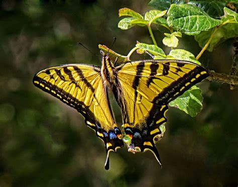 Check spelling or type a new query. Western Tiger Swallowtail | Swallowtail, Westerns, San ...