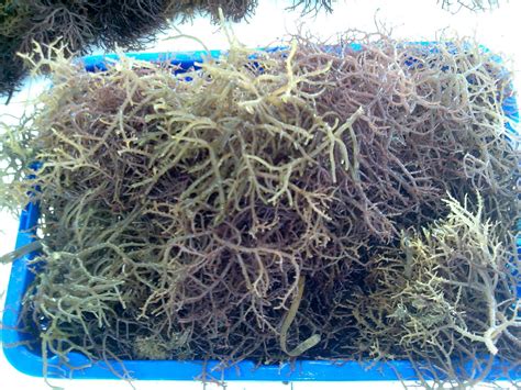 Gambar Rumput Laut Eucheuma Cottonii Terbaru