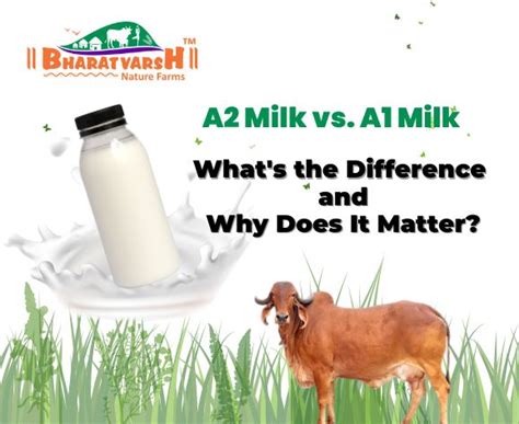 A2 Milk Vs A1 Milk Understanding The Differences And Benefits