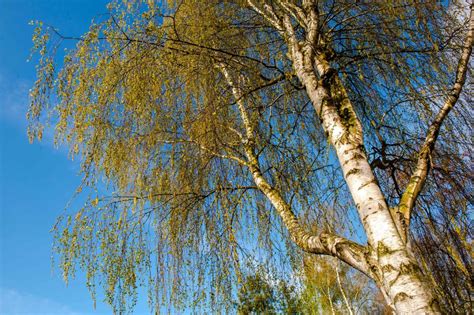 Finland Hit By Worst Birch Pollen Season In Years Eye On