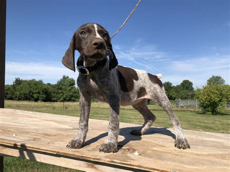 Learn more about the german shorthaired pointer breed here. German Shorthaired Pointer Puppies For Sale | Odessa, MO ...