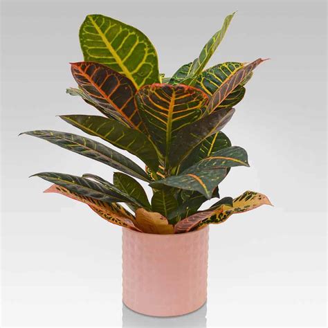 Ampio catalogo di piante da interno e d'appartamento! Croton Petra vaso in ceramica Rosa - Lezio.it Shop Online ...
