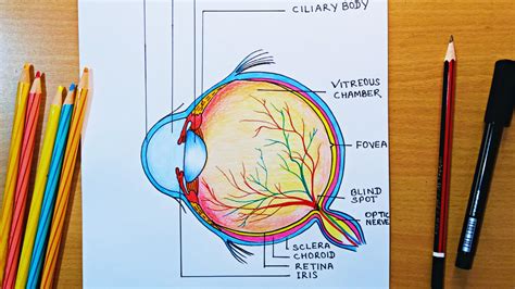 Step By Step Human Eye Diagram Drawing Human Eye Diagram Human Eye