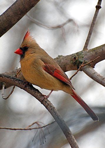 Northern Cardinal Female In Tree Most Beautiful Birds Birds