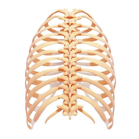 Human Ribcage Photograph By Pixologicstudioscience Photo Library