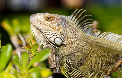 They are simply an awesome pet! Iguana as a Pet? is it a Good Idea? | ReptileKingdoms