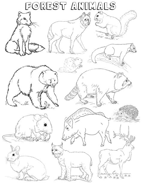 Bring Nature Into Your Home With Forest Animal Coloring Pages