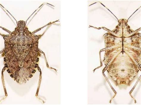 Stink Bugs Invading King Pierce Counties Wsu Researchers Seattle