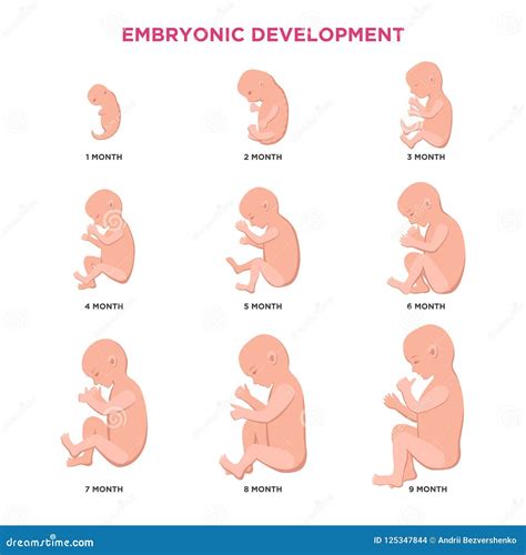 Etapas Del Desarrollo Embrionario Mes Y Trimestre Vector Ilustraci N