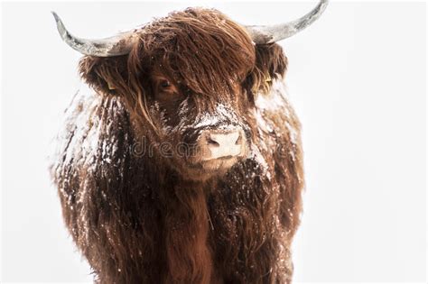 Scottish Highland Cow In Snow Royalty Free Stock Image