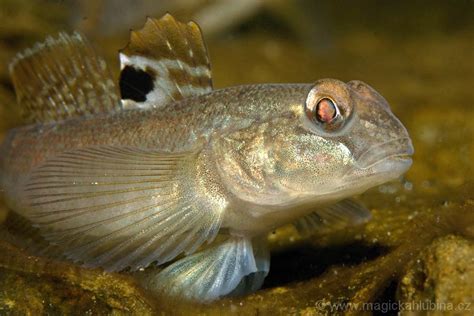 The Round Goby A Small Invasive Fish That Spreads Rapidly