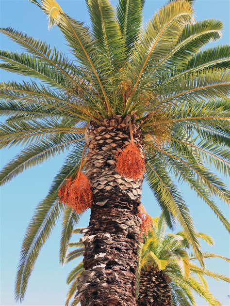 The petioles (leafstalk) are heavily armed. Cretan Date Palm Tree (phoenix theophrasti) - Urban Perennials
