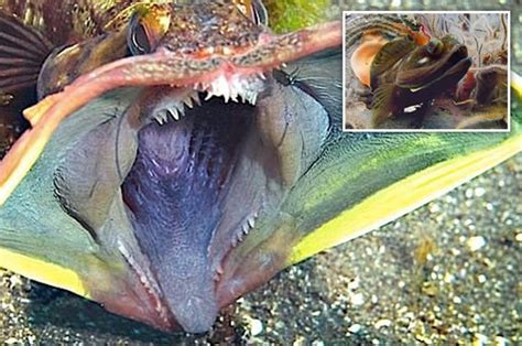 Viewers Terrified By Killer Fish That Looks Like A Dangerous Vagina