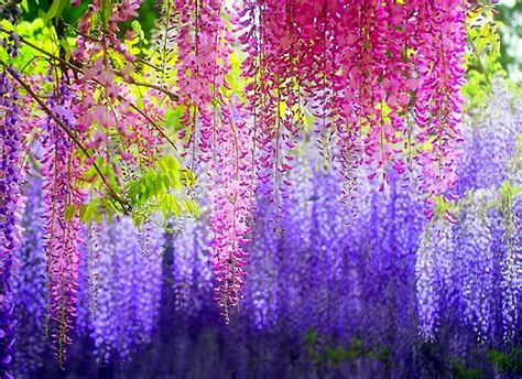 1920x1080px 1080p Free Download The Beauty Of Wisteria Colors