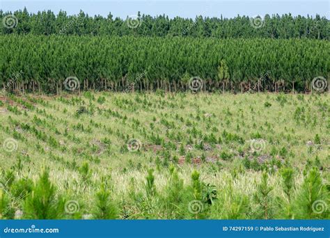 Pine Tree Plantation Stock Image Image Of Tree Forestry 74297159