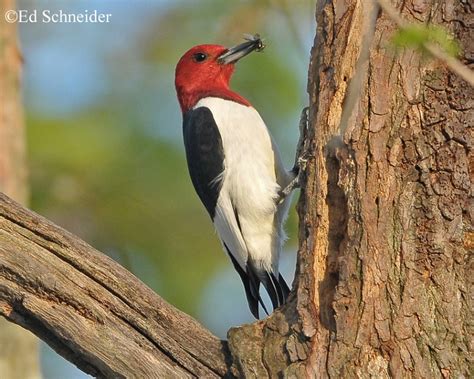 Red Headed Woodpecker State Of Tennessee Wildlife Resources Agency