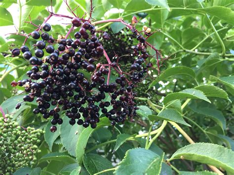 Sambucus Canadensis Black Elderberry Shrubsmall Tree Berries First