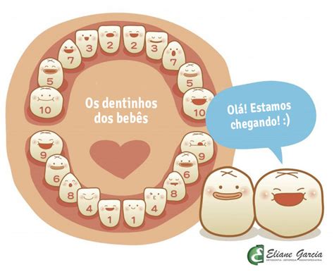 Quantos Dentes Uma Criança Tem