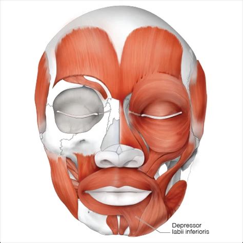 Depressor Labii Inferioris Head And Neck Anatomy Part Ii