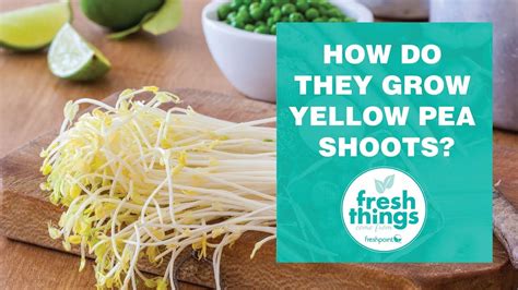 Fresh Things How Do They Grow Yellow Pea Shoots Youtube