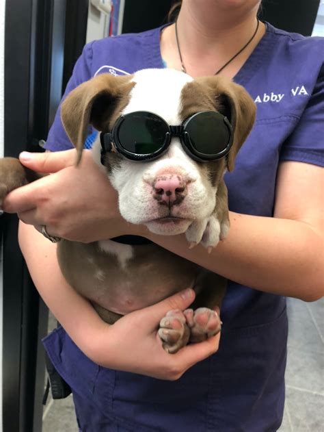 Laser Therapy Tender Care Veterinary Center