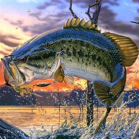 48 Largemouth Bass Fishing Wallpaper On Wallpapersafari