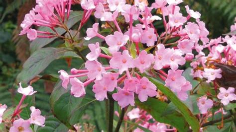 Native new zealand shrub or small tree up to 5 m in height. Best flowers and shrubs for winter scent | Stuff.co.nz