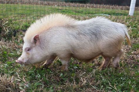 And if you do have a small pig their lifespan will be greatly reduce. A Blog About Various Topics That May Affect Mini Pigs ...