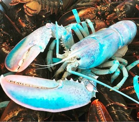 Cotton Candy Lobster Fisherman Catches Rare Lobster Marine Hobby
