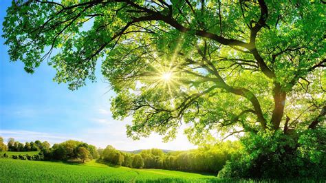 The Sun Shining Through A Majestic Oak Tree By Smileus Frame My Tv